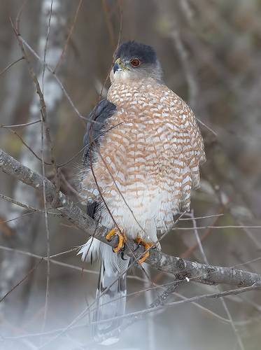 Ястреб купера - Cooper's hawk