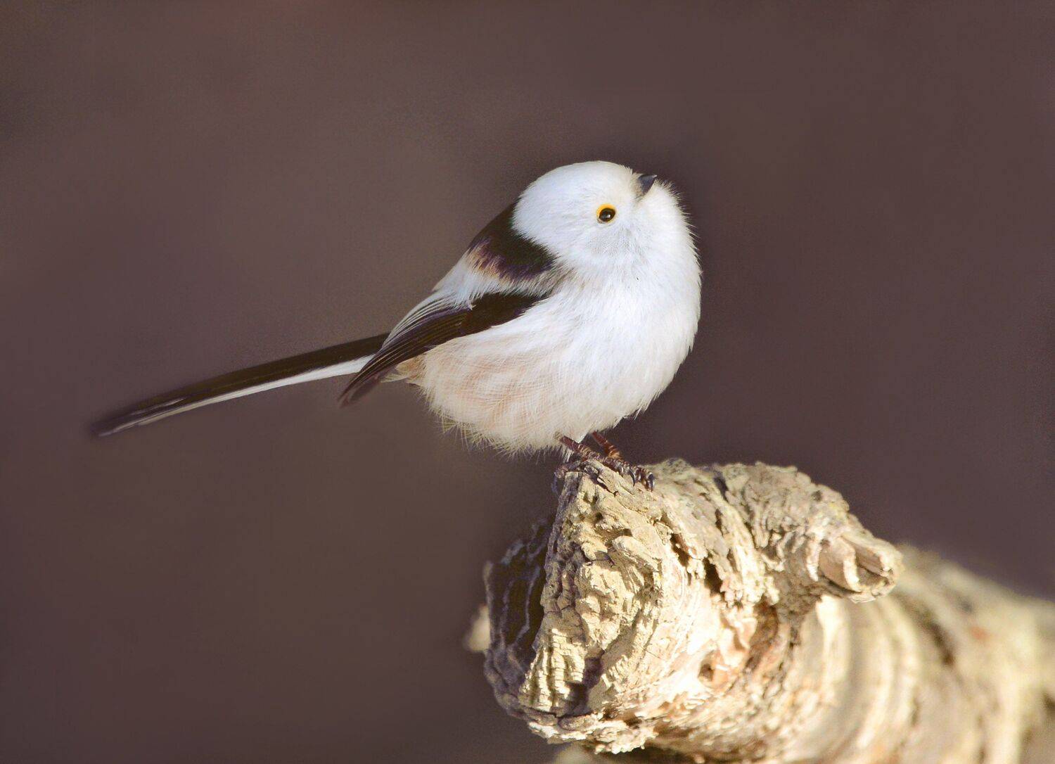 , Михаил Белоусов