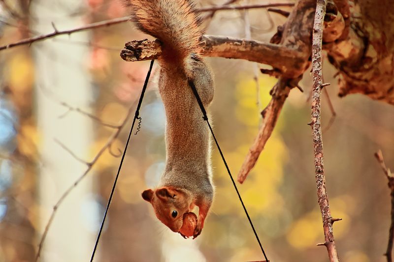 Осеннее фото превью