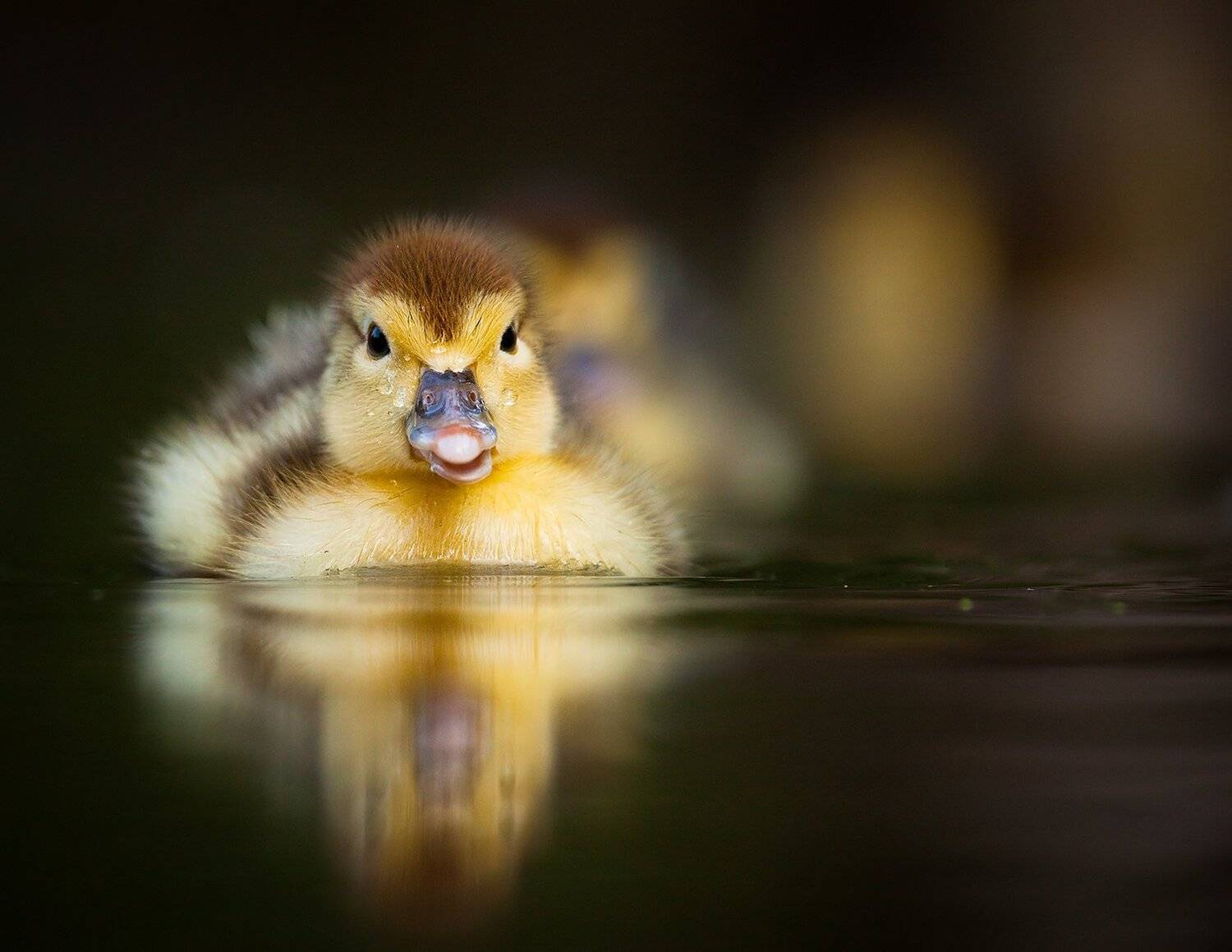 Duckling. Автор: Robert Adamec , Robert Adamec