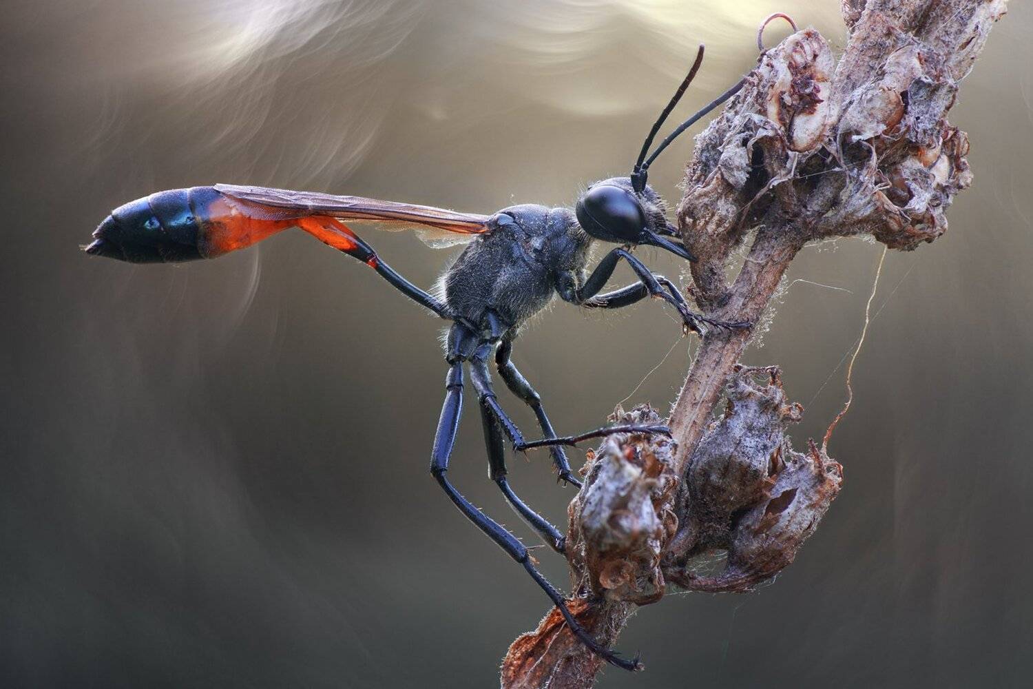 , Кузнецов Дмитрий