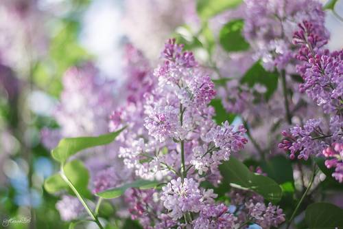 Оттенки весны