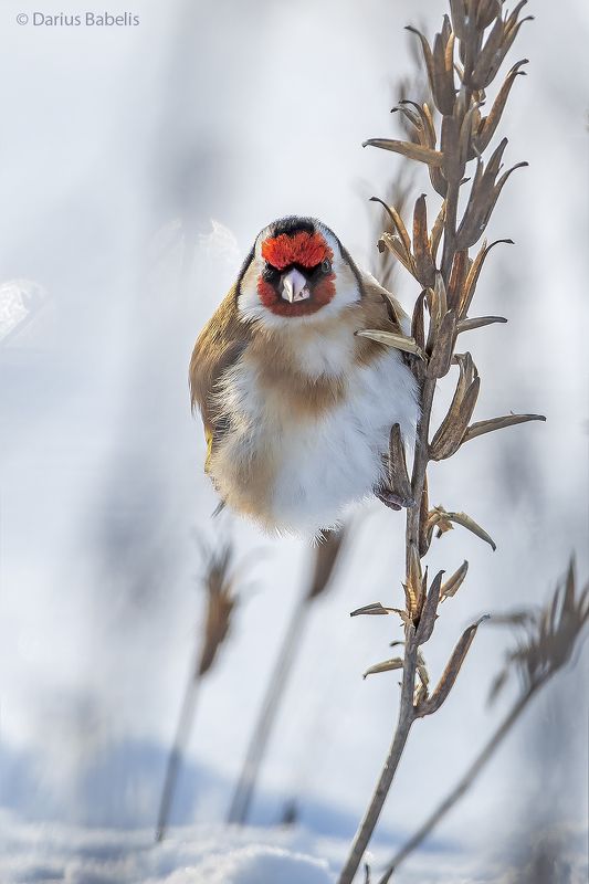 Черноголовый щегол фото превью