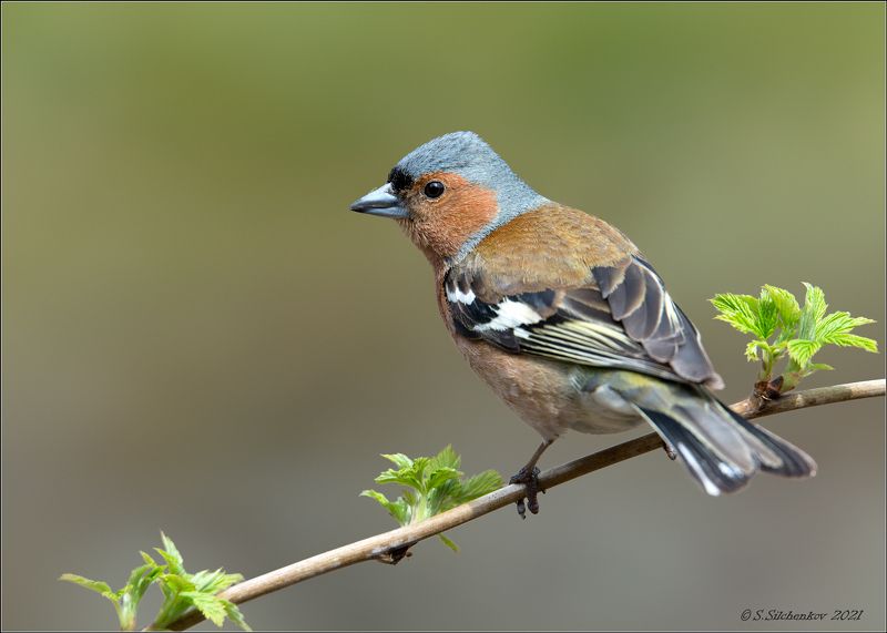 Скоро во всех парках страны... фото превью