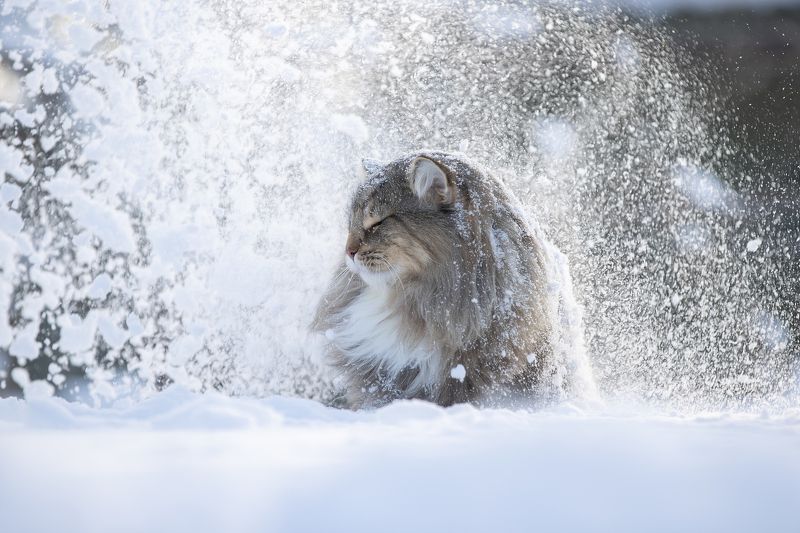Снежный кот. Норвежский Лесной фото превью