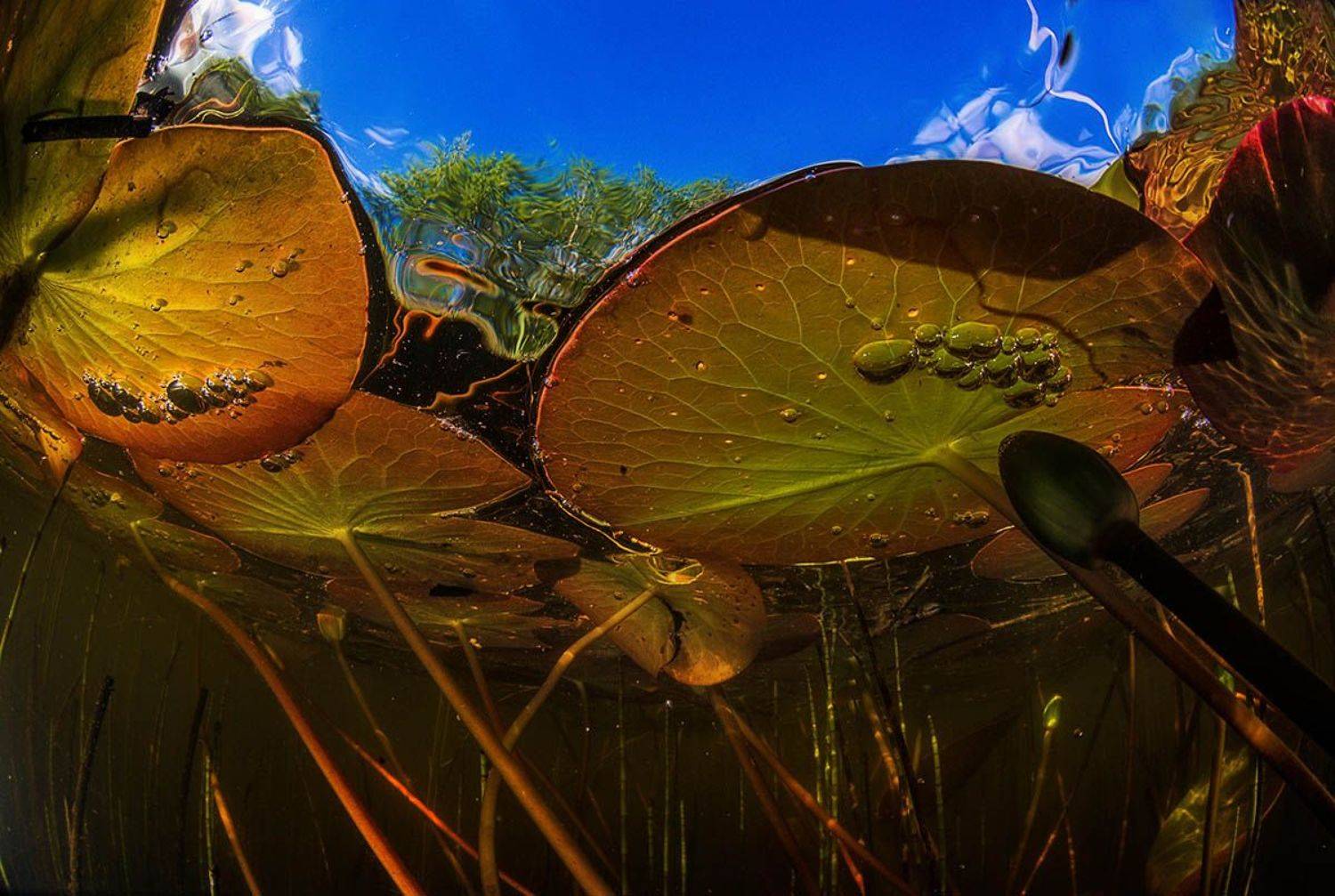 кувшинки, подводный мир, Евгения Кирпиченкова (Клипп)