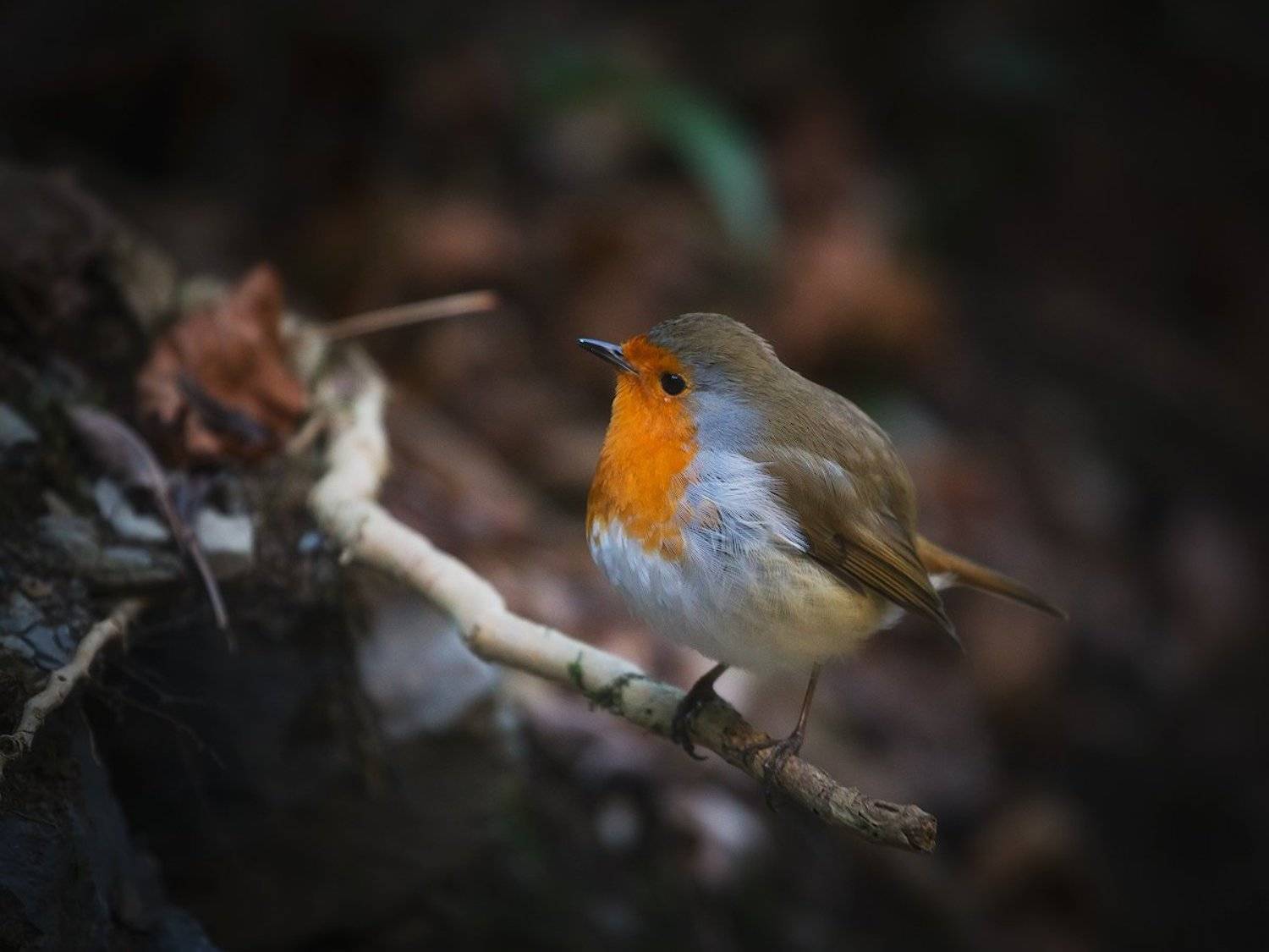зарянка, малиновка, фотоохота, Алексей Марголин