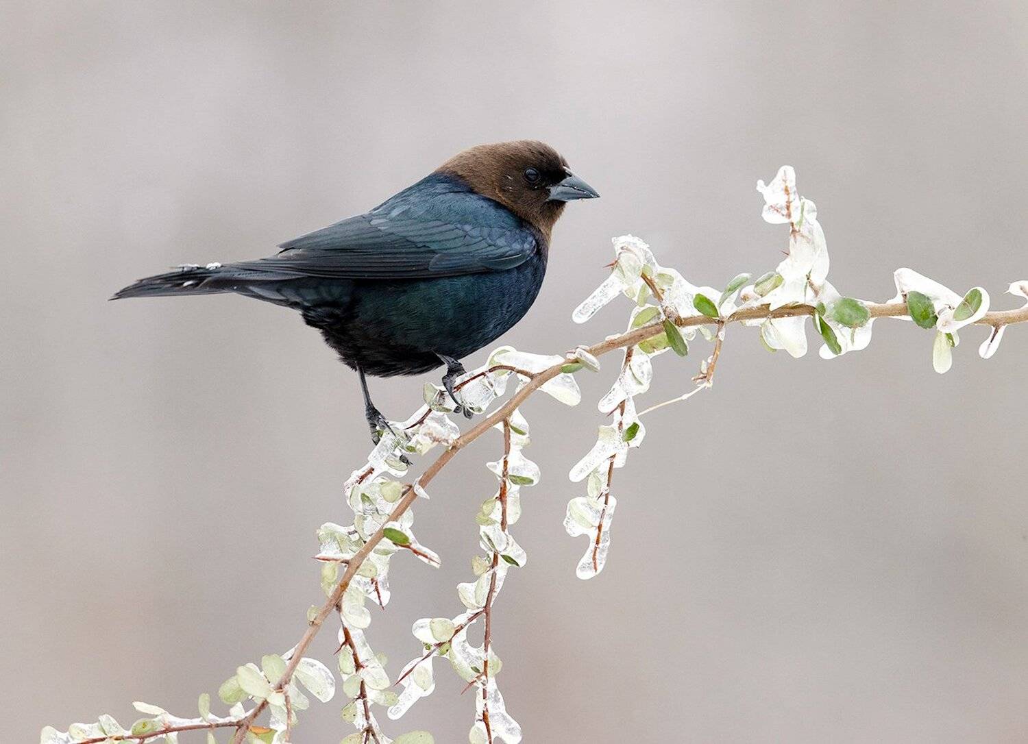 буроголовый коровий трупиал, brown-headed cowbird, трупиал, Elizabeth Etkind