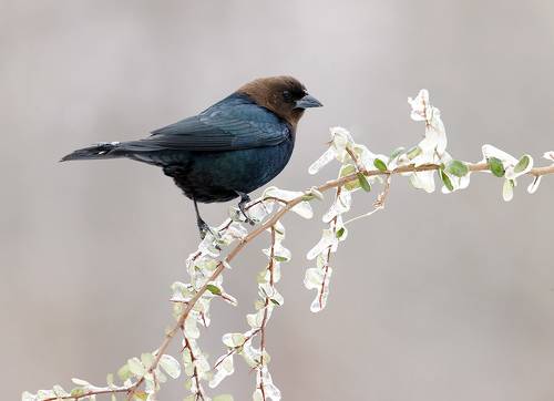 Brown-headed Cowbird - Буроголовый коровий трупиал