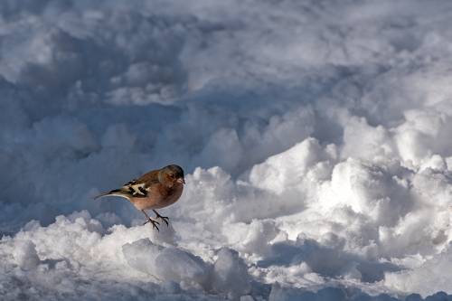 Зима зяблика или в ожидании весны