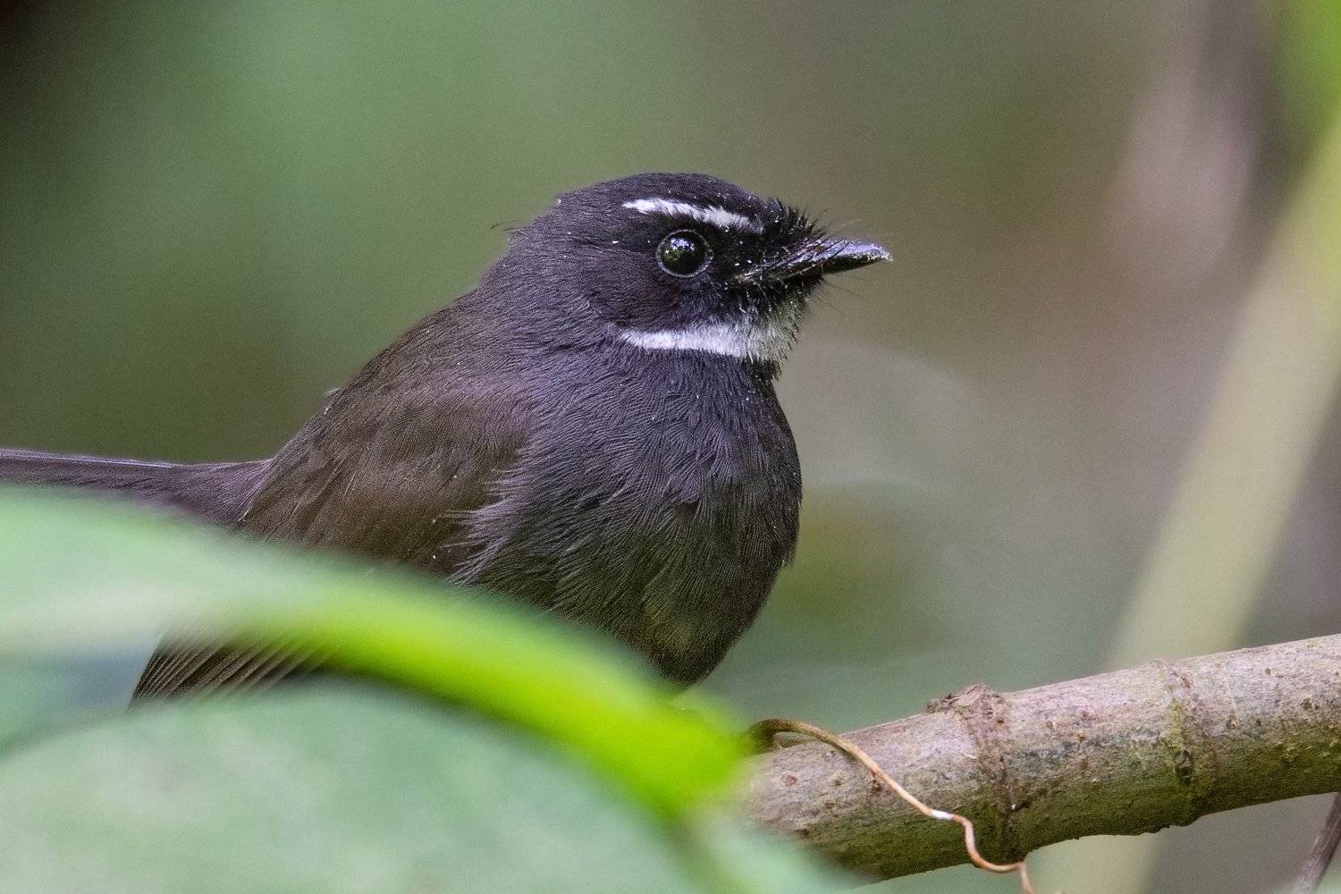 birds, 2020, 2021, nature, wildlife, birding, wild, India, Pinak Paul