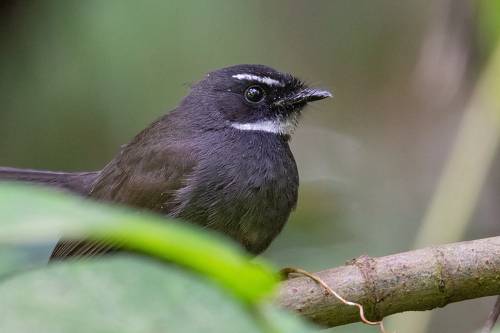 White Throated Fantail