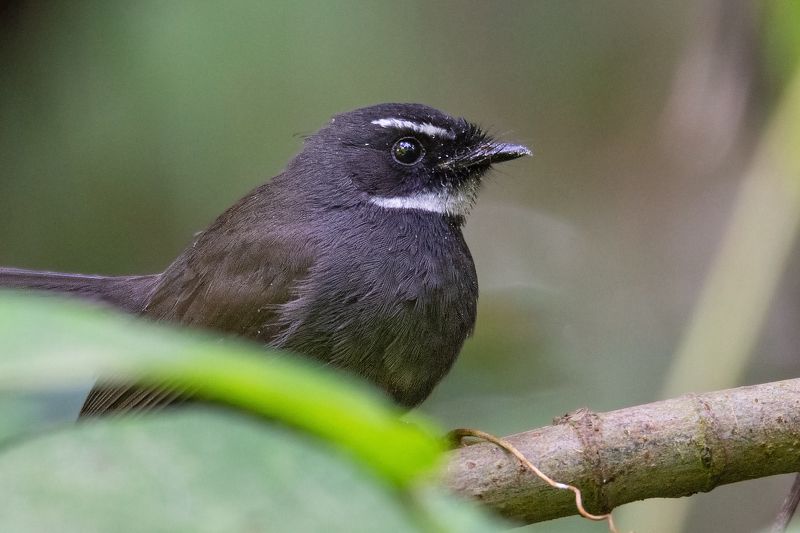 birds, 2020, 2021, nature, wildlife, birding, wild, India White Throated Fantail фото превью