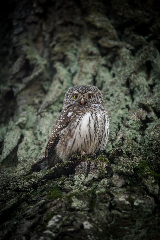 воробьиный сыч ... фото превью