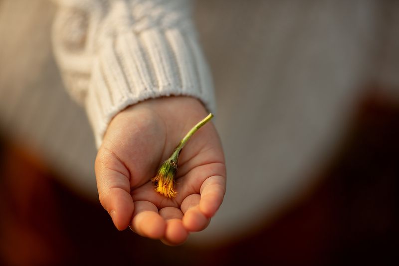 Первые цветы фото превью