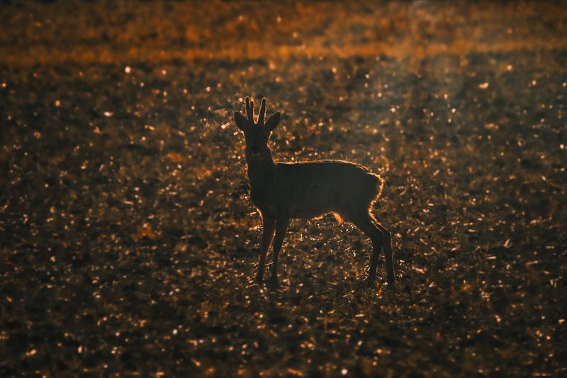 roe deer; deer; golden hour: wildlife; sunset; nature; animal; chevreuil; brocard; reh; косуля Roe deer in golden hour фото превью