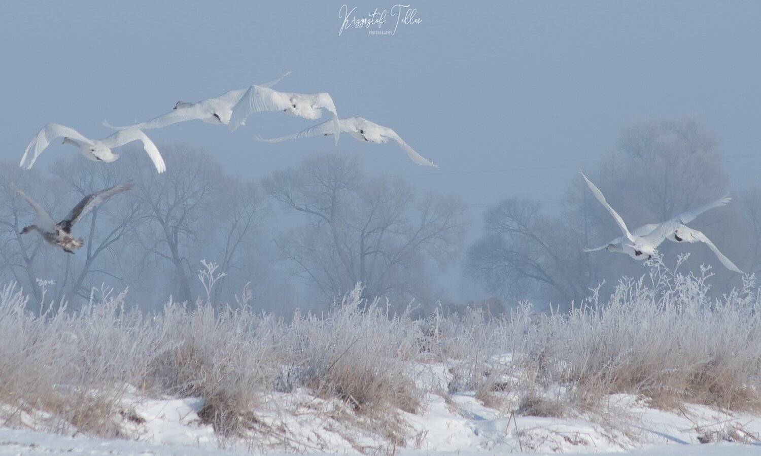 Zima, woda, światło, śnieg, rzeka, ptaki, przymrozek, poranek, nikon, natura, mgła, Łabędzie, krajobraz, Gwda, Krzysztof Tollas