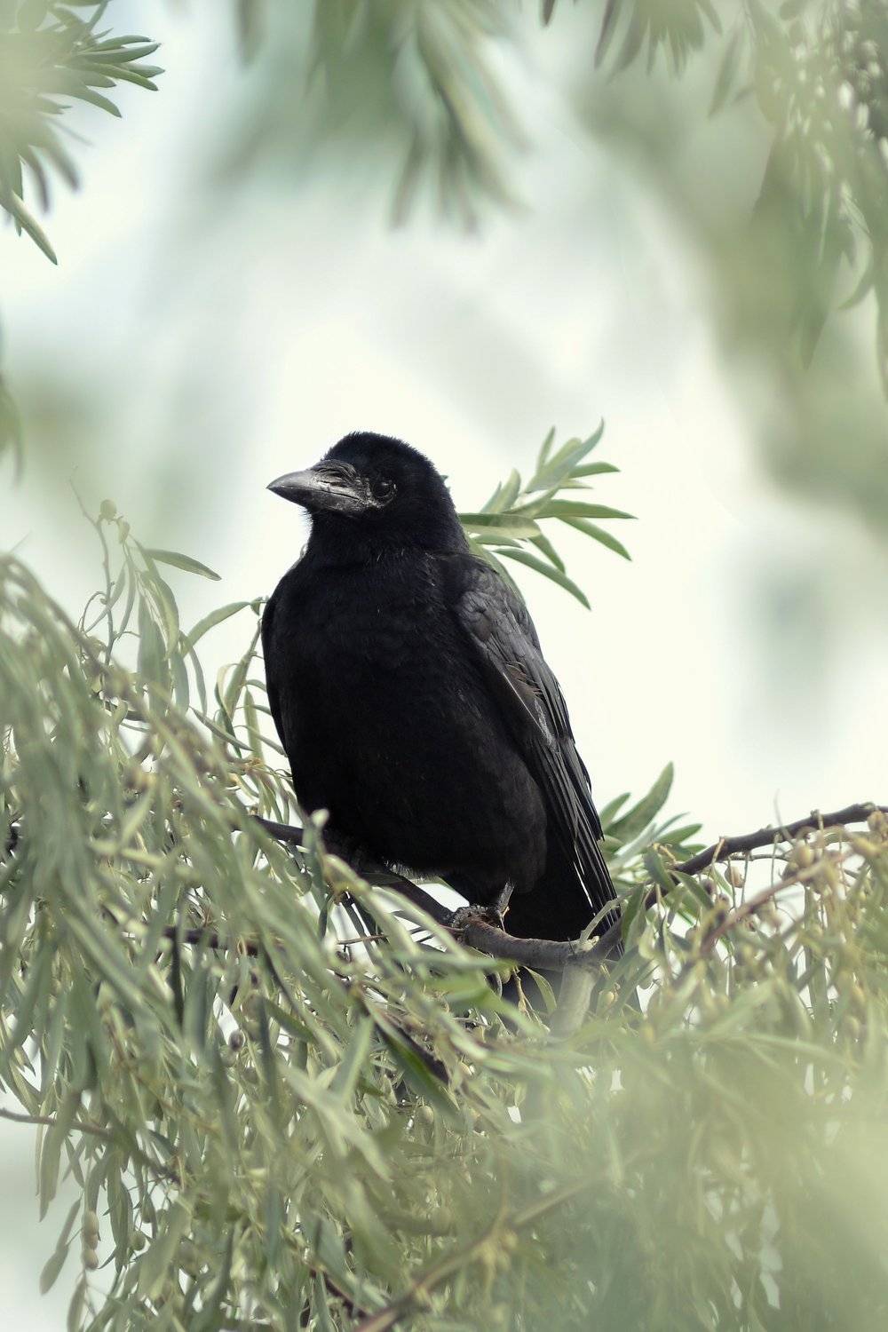 , Воинкова Ирина