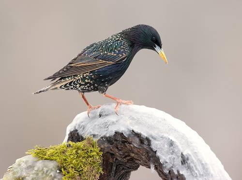 European Starling. Обыкновенный скворец