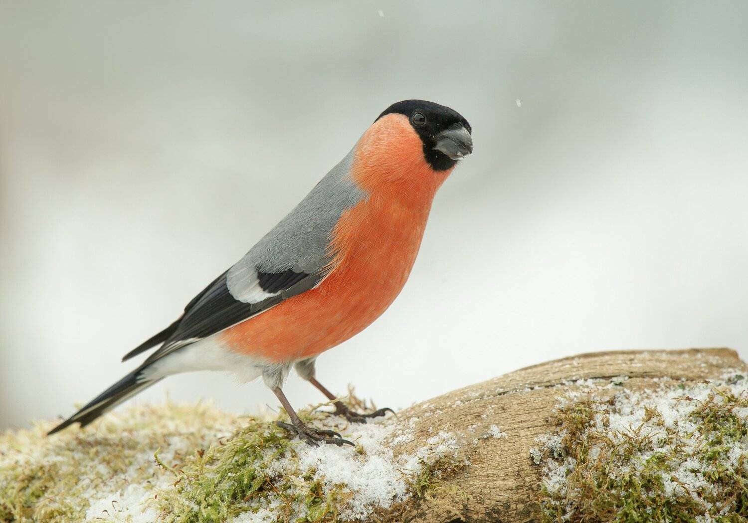 птицы,природа, зима, Андрей Киселёв