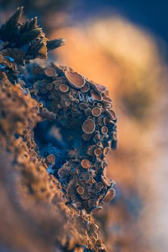 Yellow lichen