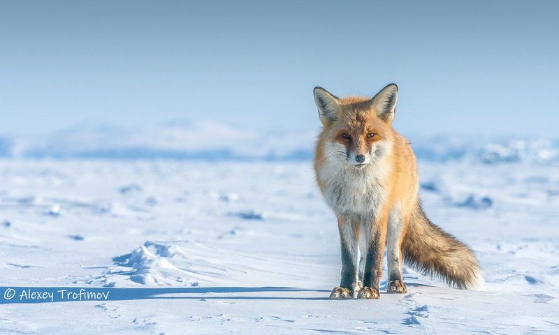 Байкалочка... фото превью