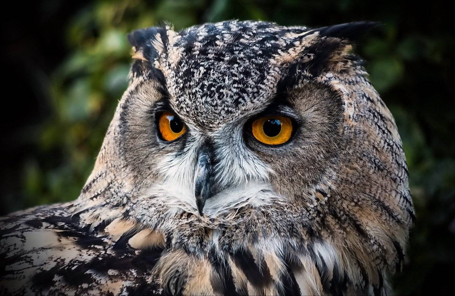 , Razgulyaev Aleksandr