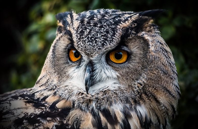 Ночной охотник фото превью