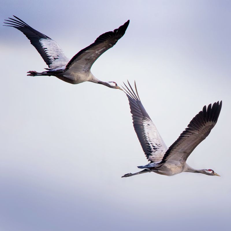 Fly фото превью