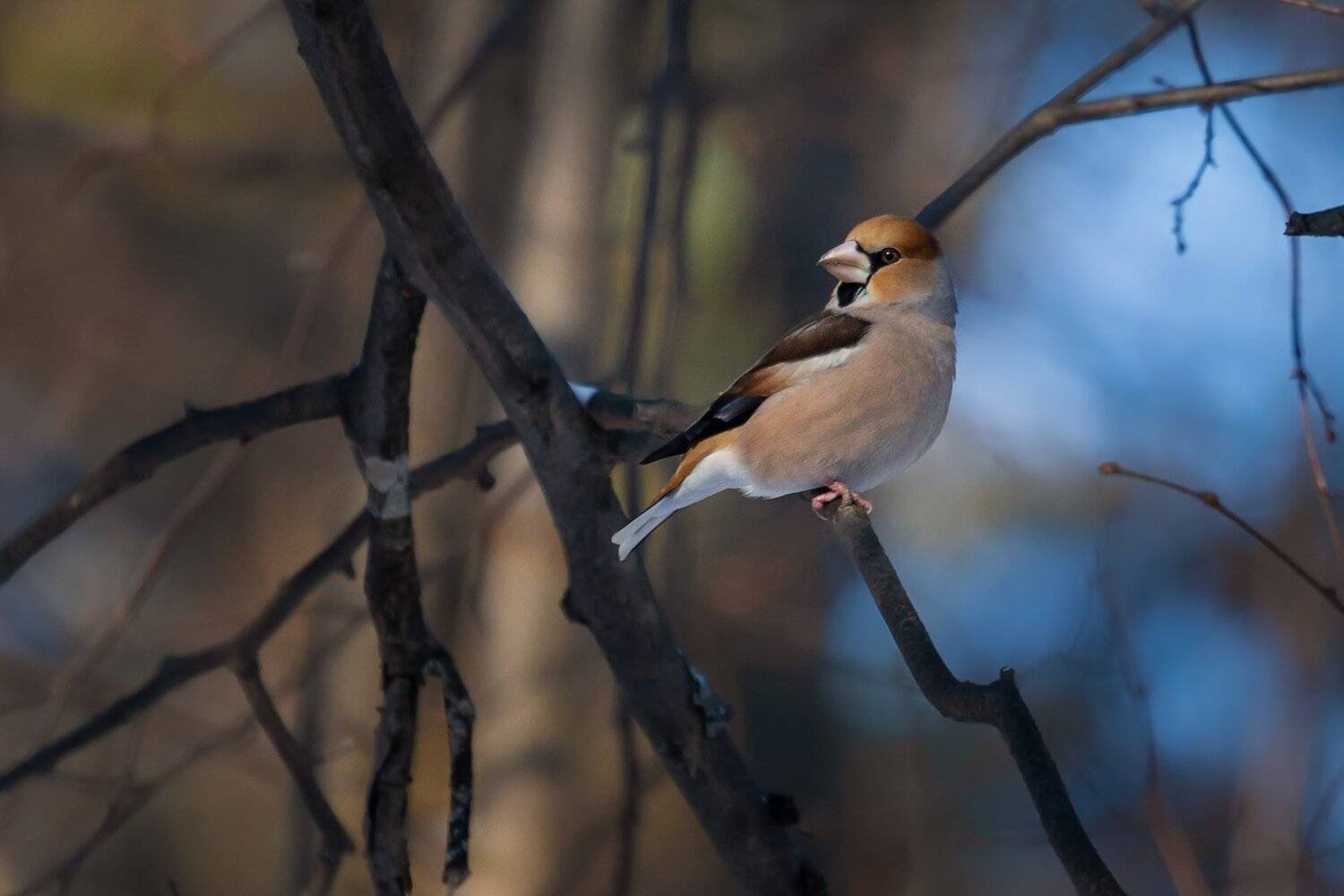 дубонос, hawfinch,, Марат Кучкаев