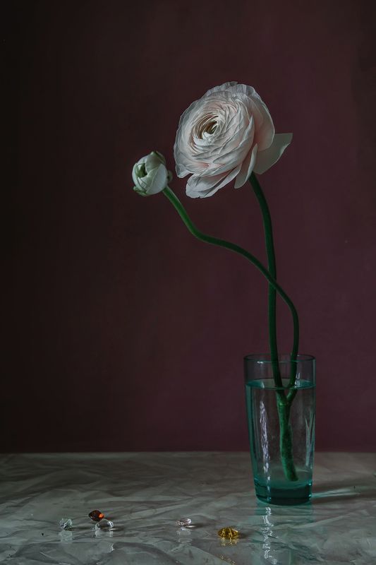 натюрморт, стекло, цветы, ранункулюс Ранункулюс фото превью