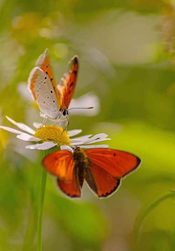Червонцы фото превью