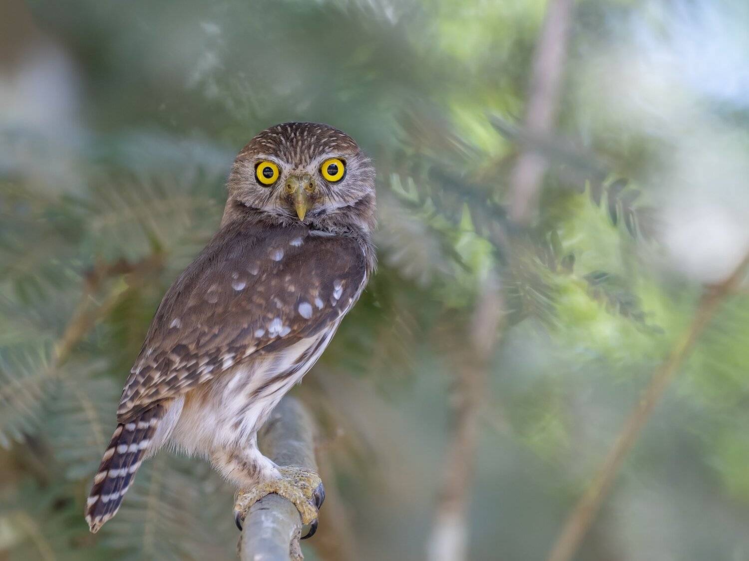 ferruginous pygmy-owl (glaucidium brasilianum) mochuelo com&uacute;n (cuatro ojos, majafierro) r, Fernando Burgalin Sequeira
