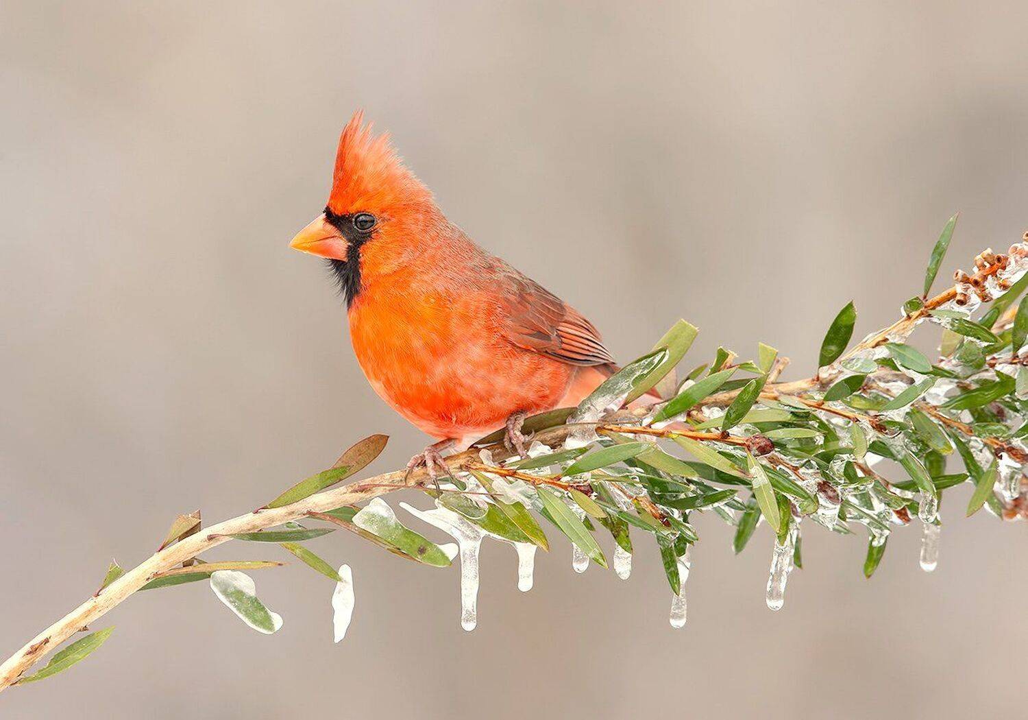красный кардинал, northern cardinal, cardinal,кардинал, Elizabeth Etkind