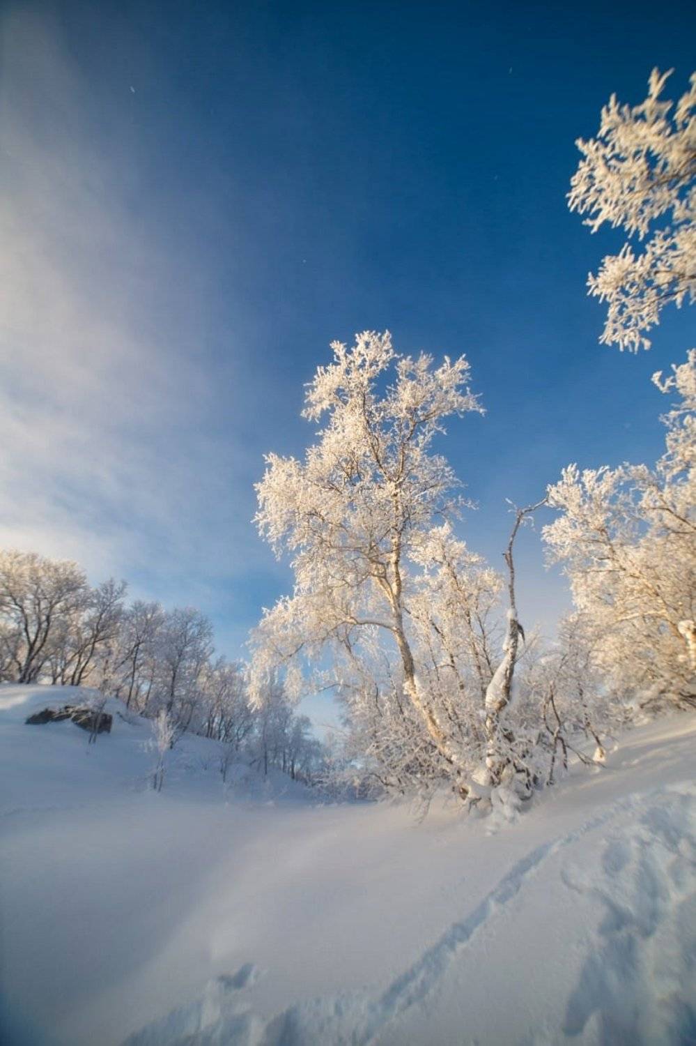 зима, север, иней, мороз, солнце, сугробы, Алёна Салтыкова