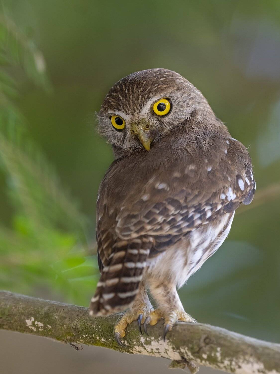 , Fernando Burgalin Sequeira