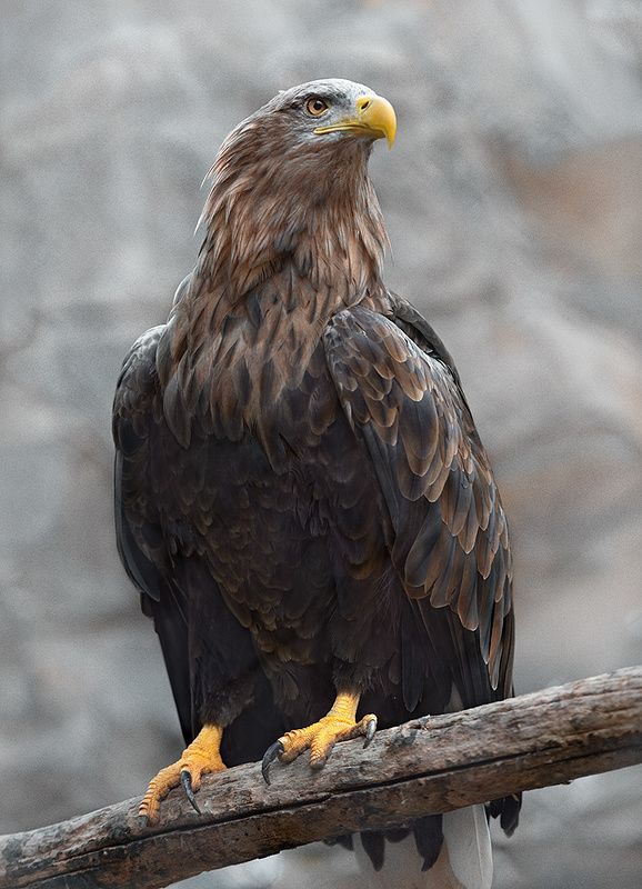 Орёл фото превью