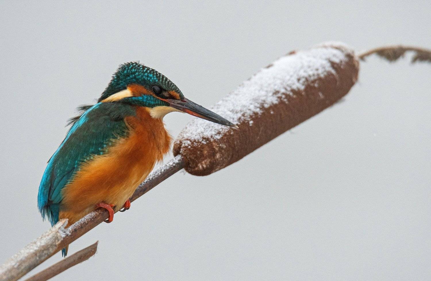 птица зимородок, Руслан Сигушин