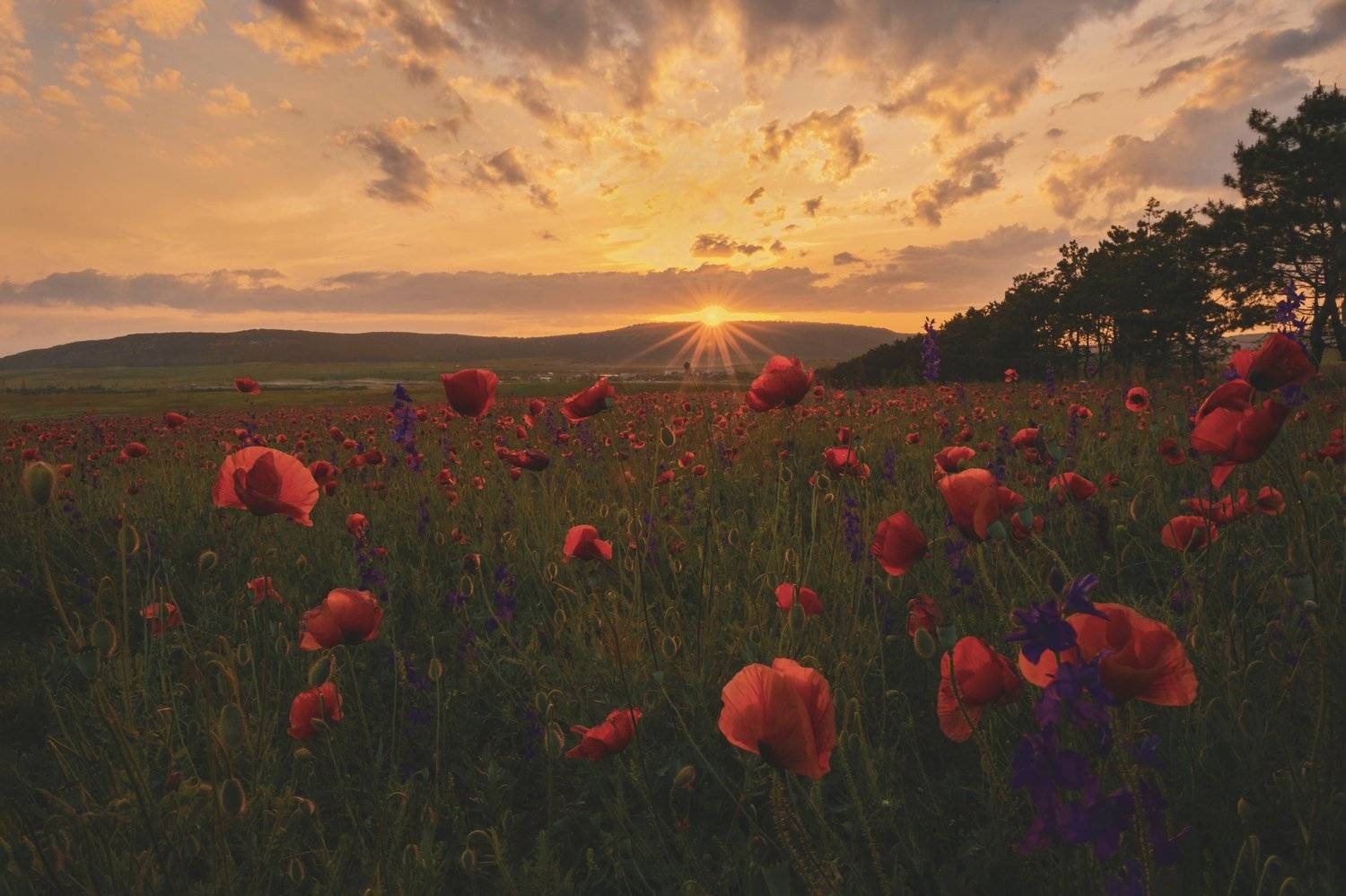 пейзаж, горы, природа россии, крым,маки, весна, маковое поле,, ОЛЬГА КОВАЛЁВА