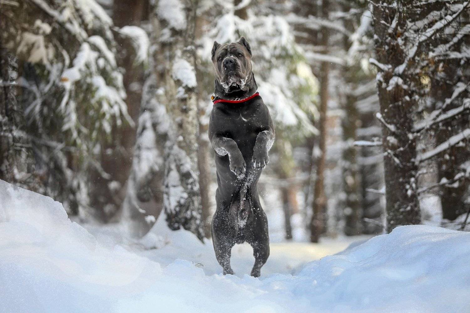 , Андрей Ершов