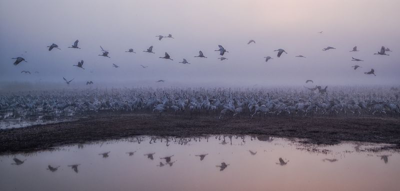 Foggy Morning фото превью