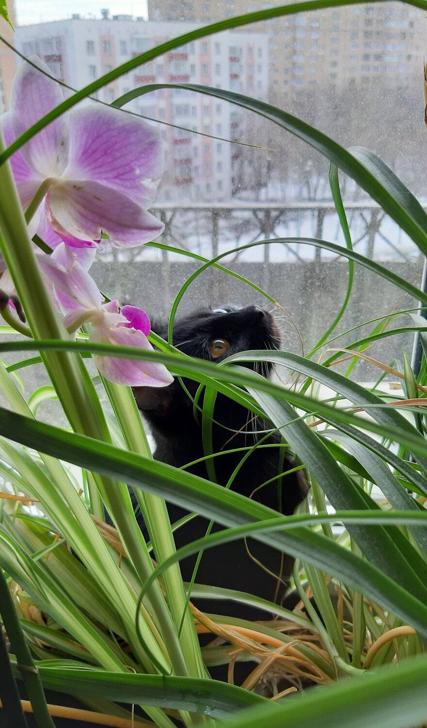 кошка, Maria V. Gorskaya