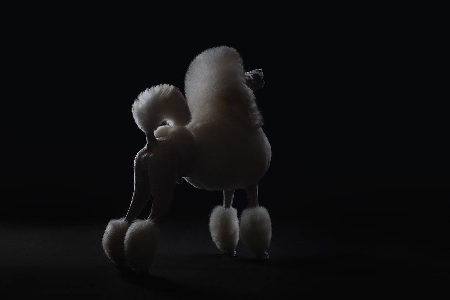 , Светлана Писарева