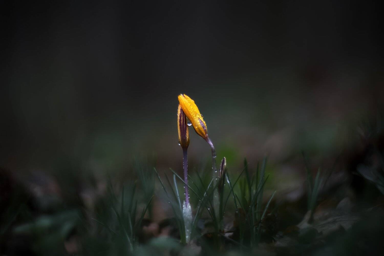 крокус, шафран, весна, первоцветы, макро, боке, цветы, Екатерина Дмитренко