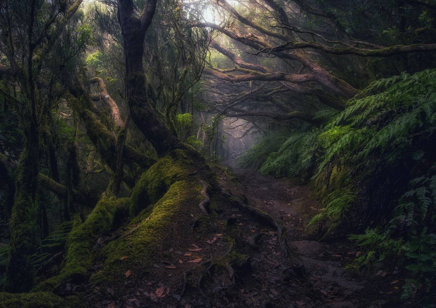 тенерифе, анага, лес, тропинка, джунгли, деревья, Владимир Яськив