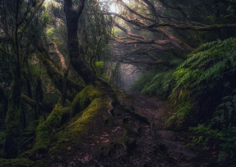 тенерифе, анага, лес, тропинка, джунгли, деревья Там на неведомых дорожках фото превью