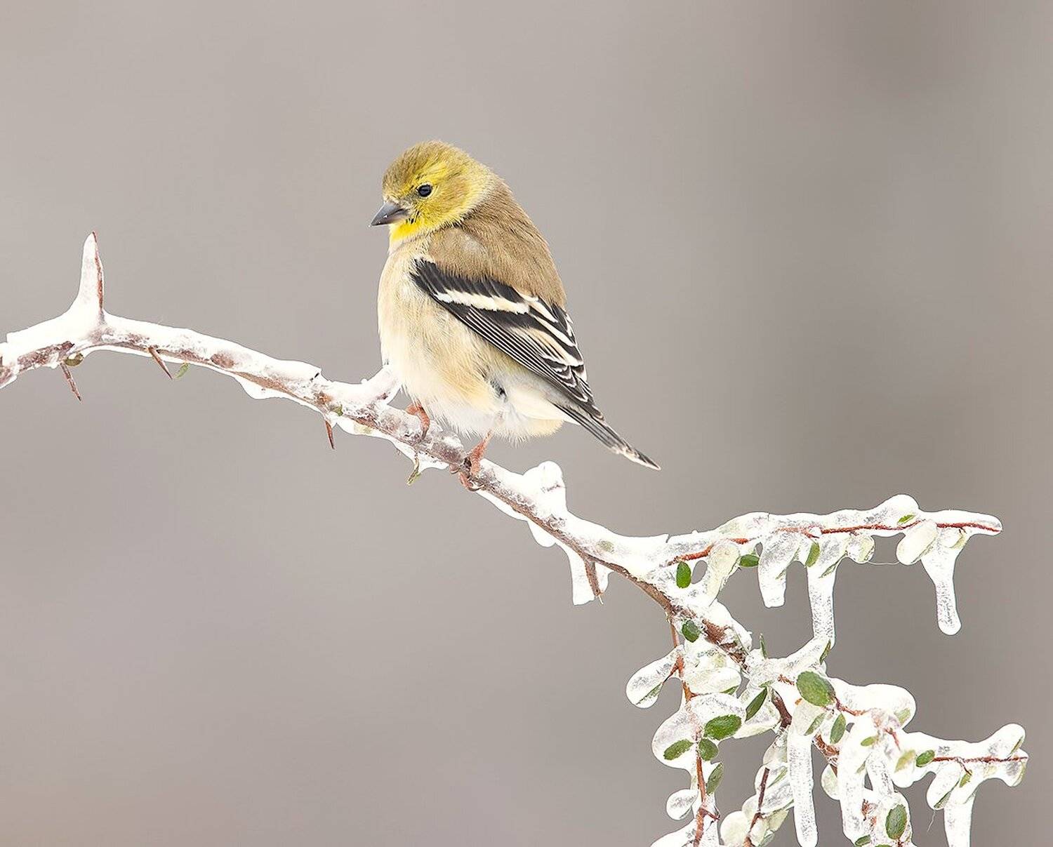 american goldfinch, американский чиж, чиж, Elizabeth Etkind