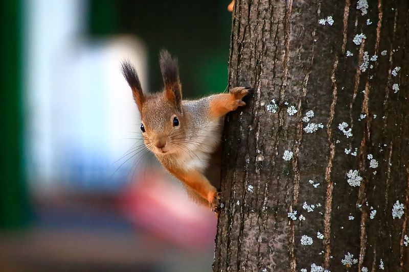 фото превью