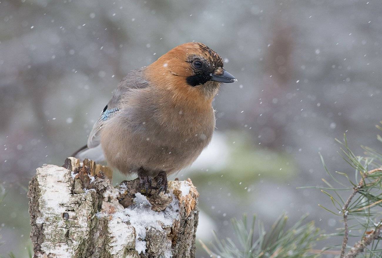 сойка,снег,февраль,бор, Иван
