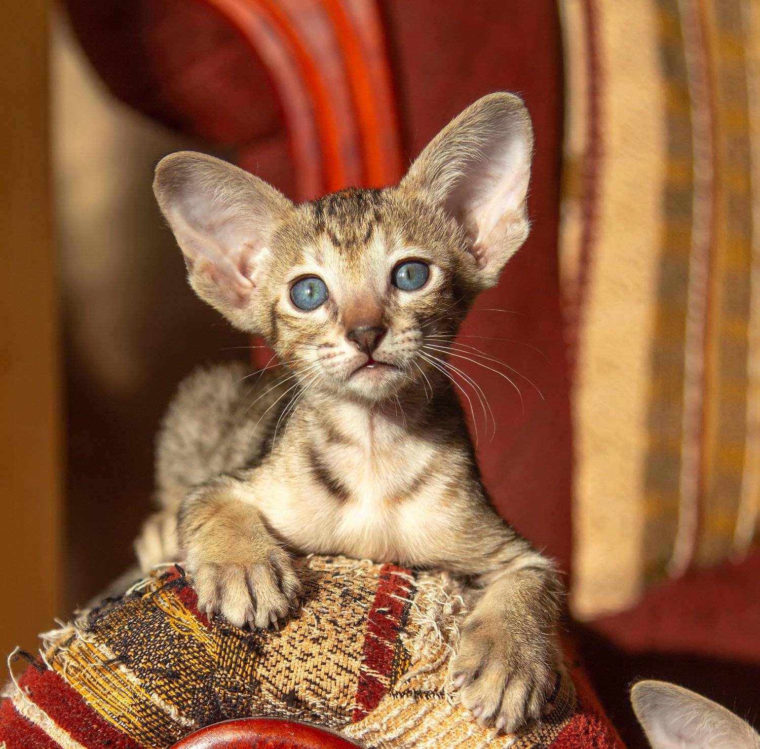 кот, котенок, ориентал, Татьяна Феденкова